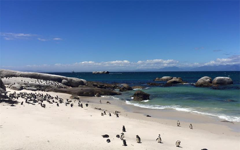 Loài chim này còn có tên là chim chân đen hay chim lừa.