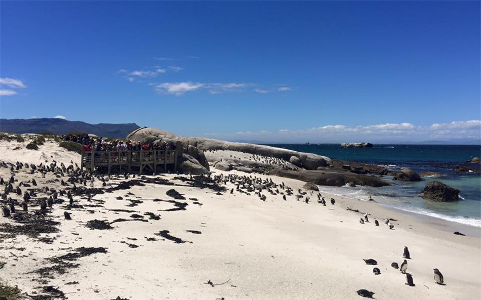 Đến bãi biển Boulders, du khách có dịp ngắm những con chim cánh cụt dễ thương, đứng yên trên cát trắng.