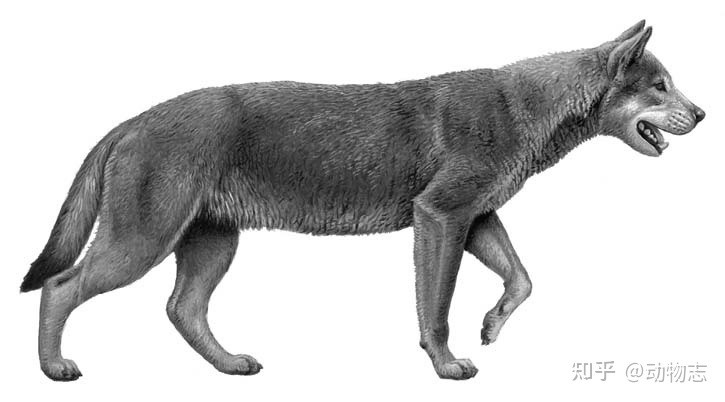 Cuoc chien giua cho va meo da co tu cach day 17 trieu nam-Hinh-8