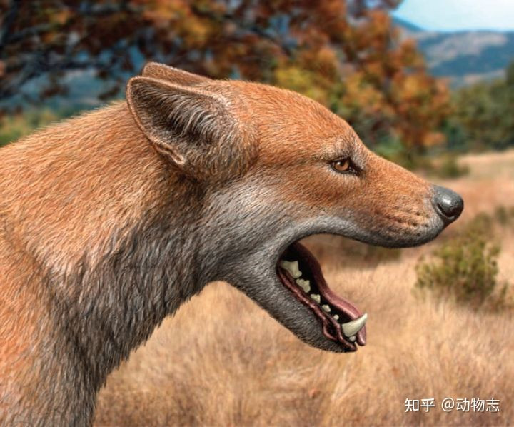 Cuoc chien giua cho va meo da co tu cach day 17 trieu nam-Hinh-3