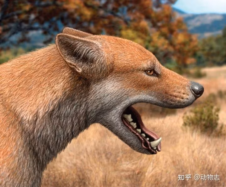 Cuoc chien giua cho va meo da co tu cach day 17 trieu nam-Hinh-3