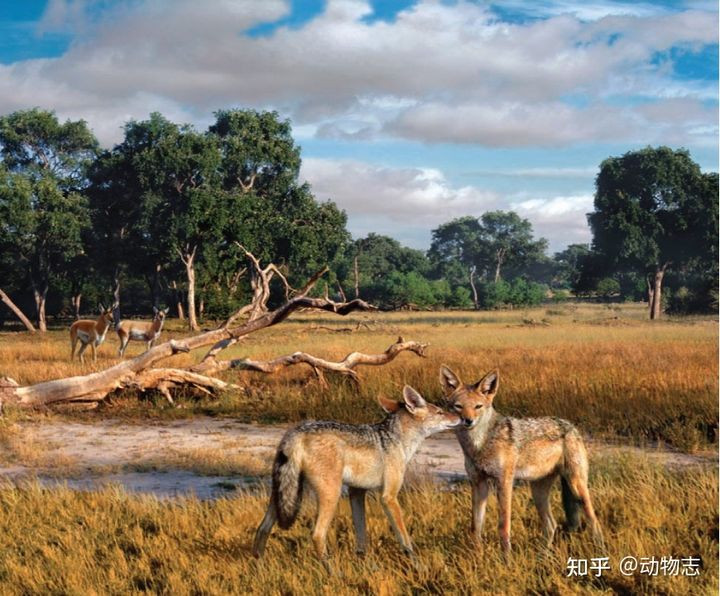 Cuoc chien giua cho va meo da co tu cach day 17 trieu nam-Hinh-10