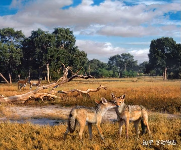 Cuoc chien giua cho va meo da co tu cach day 17 trieu nam-Hinh-10