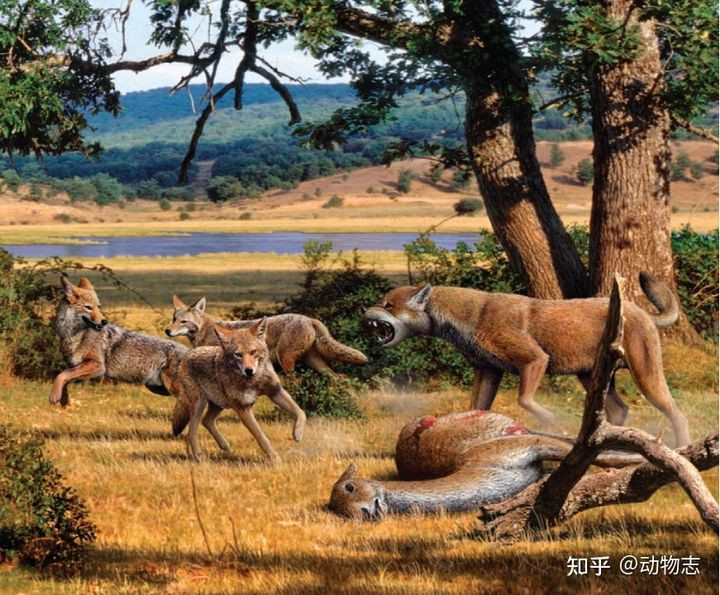 Cuoc chien giua cho va meo da co tu cach day 17 trieu nam-Hinh-11