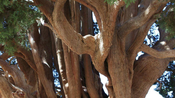 Kham pha bau vat song 4.500 tuoi cua Iran