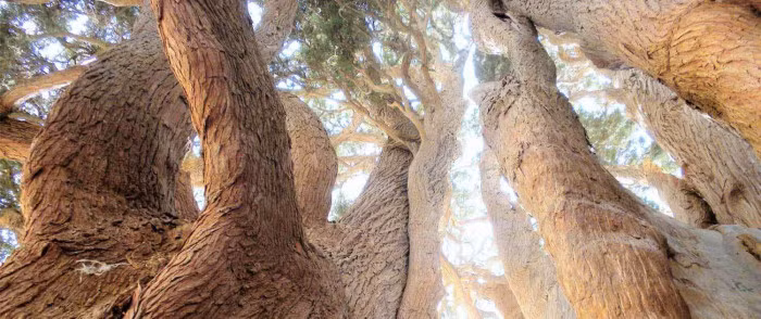 Kham pha bau vat song 4.500 tuoi cua Iran-Hinh-3