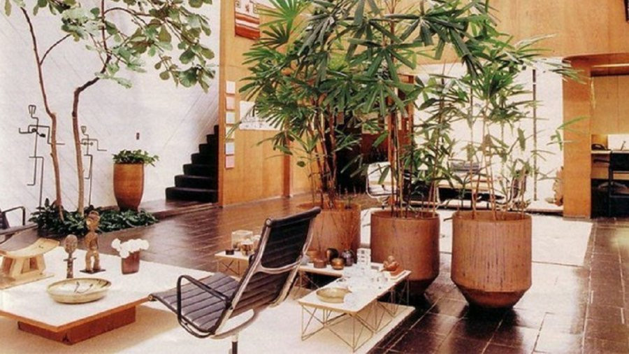 Đặt cây ở vị trí này gia chủ càng sống càng vượng Dat cay o vi tri nay gia chu cang song cang vuong