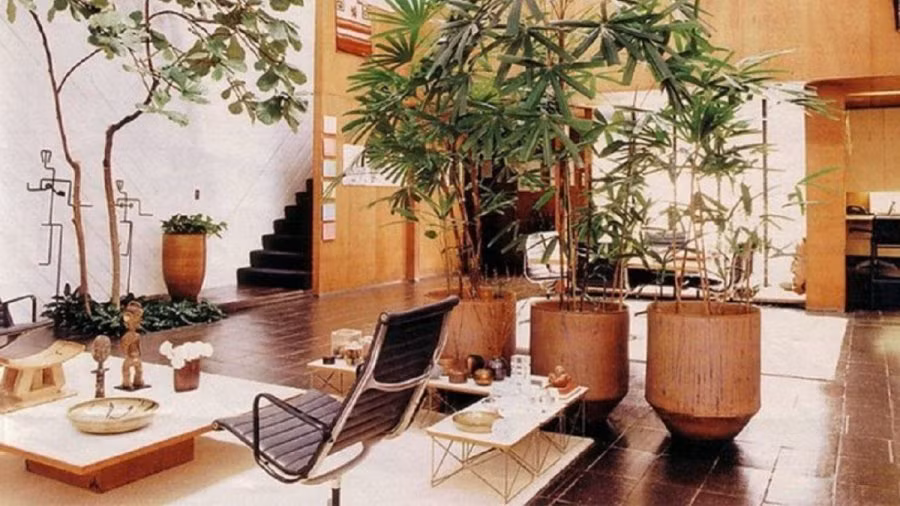 Dat cay o vi tri nay gia chu cang song cang vuong