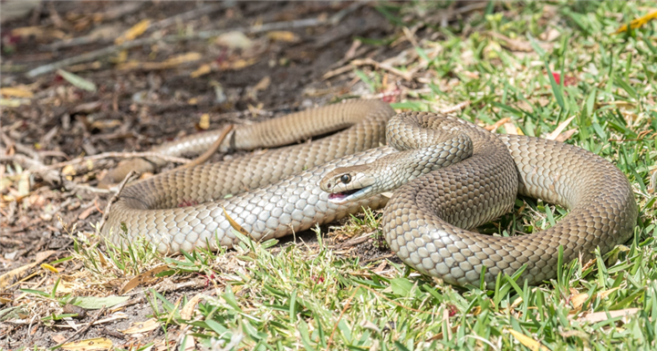 Dang giao phoi bi lam phien, ran duc noi dien can nguoi loan xa