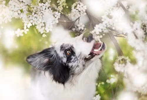 Cuoi thang 3 den het thang 4: 3 con giap thanh cong hon nguoi