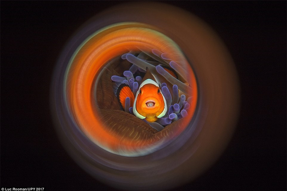 “Cá hề cuộn tròn” được chụp ở khu vực vùng biển Indonesia.