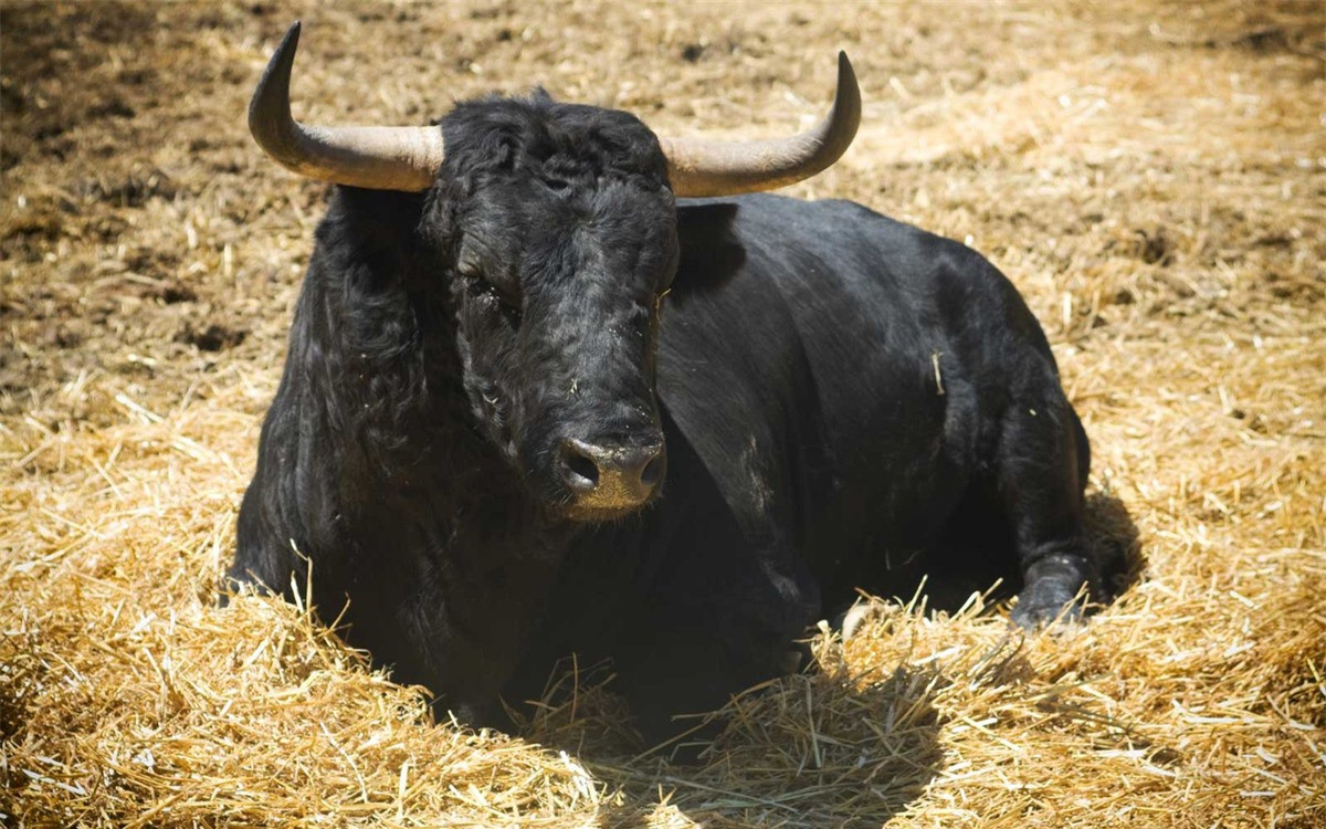 Top 5 quốc gia ăn thịt chính con vật biểu tượng ảnh 5