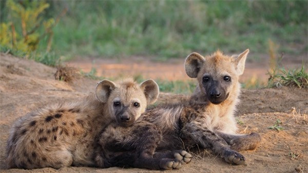Co gai mua cho, den gap bac si thu y moi nhan ra minh bi lua-Hinh-4