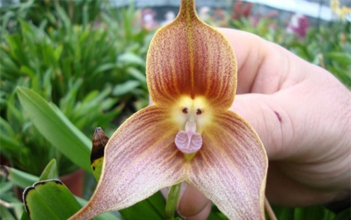 ##sc### Bông hoa Dracula Simia có một khuôn mặt khỉ "kỳ lạ" ở bên trong. (ảnh: brightside.me). 