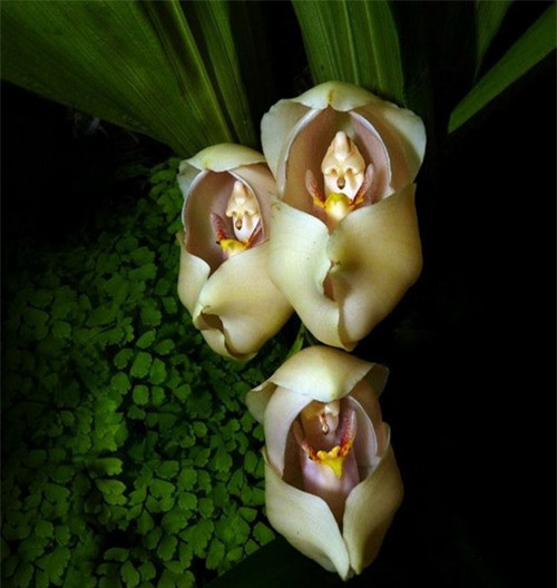 ##sc### Những "đứa bé" được ôm ấp trong từng cánh hoa Anguloa Uniflora.(ảnh: brightside.me). 