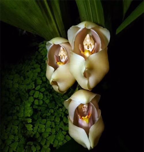  Những "đứa bé" được ôm ấp trong từng cánh hoa Anguloa Uniflora.(ảnh: brightside.me). 