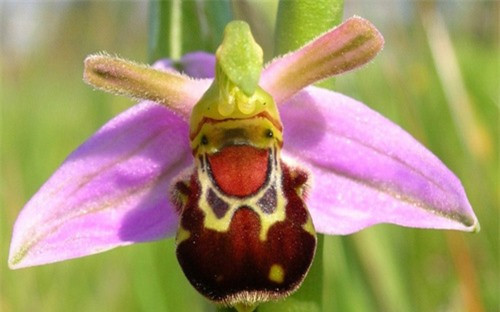 ##sc### "Chú ong vui vẻ" này kỳ thực là loài hoa Ophrys bomybliflora. (ảnh: brightside.me). 