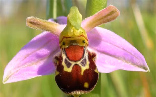  "Chú ong vui vẻ" này kỳ thực là loài hoa Ophrys bomybliflora. (ảnh: brightside.me). 