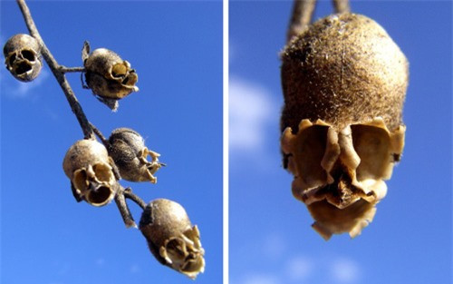 ##sc### Hoa Impatiens Psittacina có hình ảnh như chiếc đầu lâu người. (ảnh: brightside.me). 