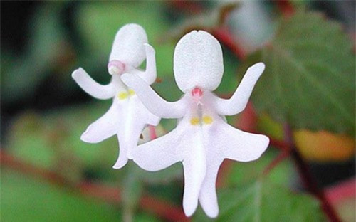 ##sc### Hai bông hoa Psychotria Elata là hình ảnh của 2 bé gái nhảy múa. (ảnh: brightside.me). 