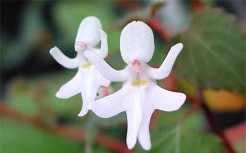  Hai bông hoa Psychotria Elata là hình ảnh của 2 bé gái nhảy múa. (ảnh: brightside.me). 