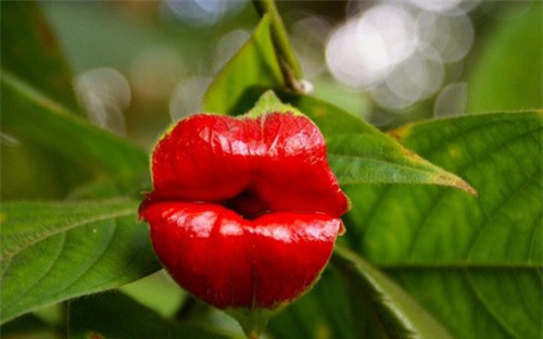 ##sc### Một nụ hôn "nồng cháy" đến từ bông hoa Psychotria Elata. (ảnh: brightside.me). 