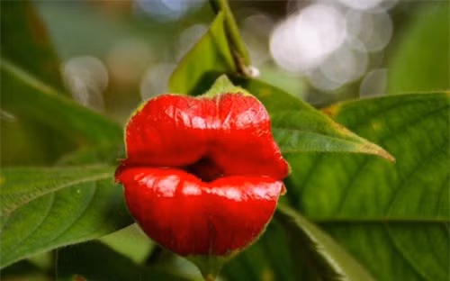  Một nụ hôn "nồng cháy" đến từ bông hoa Psychotria Elata. (ảnh: brightside.me). 