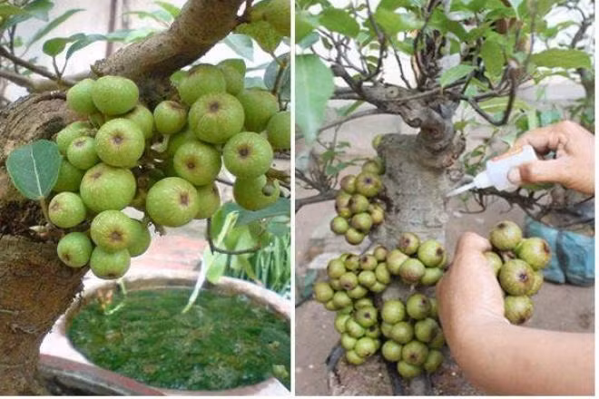 Tao bonsai no hoa dam but, hai duong chi chit nu keo 502-Hinh-3