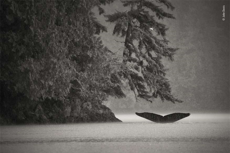 Những chú cá voi thường di chuyển thành từng tốp và "đi săn" cùng nhau. Nhiếp ảnh gia Jake Davis đã chộp được khoảnh khắc một chú cá voi lưng gù đang lặn xuống bắt cá trong khi đàn của nó bơi gần đó.