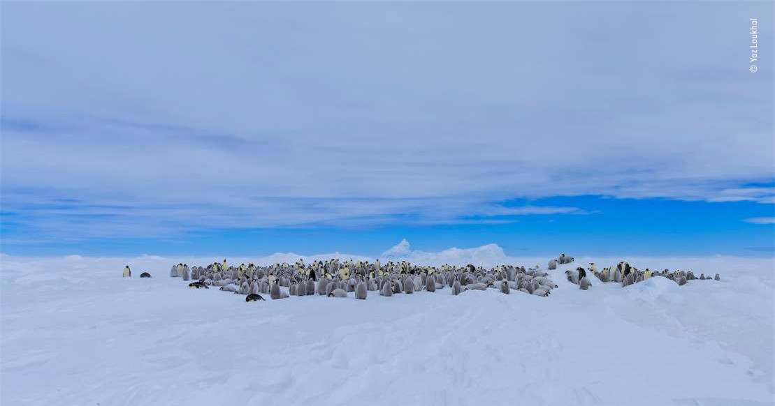 Những chú chim cánh cụt hoàng đế đang tạo thành một quần thể có thể lên tới 25.000 cá thể. Nhiếp ảnh gia Yaz Loukhal đã chụp bức ảnh này từ một chiếc trực thăng nhằm cho thấy quần thể chim cánh cụt lớn như thế nào.