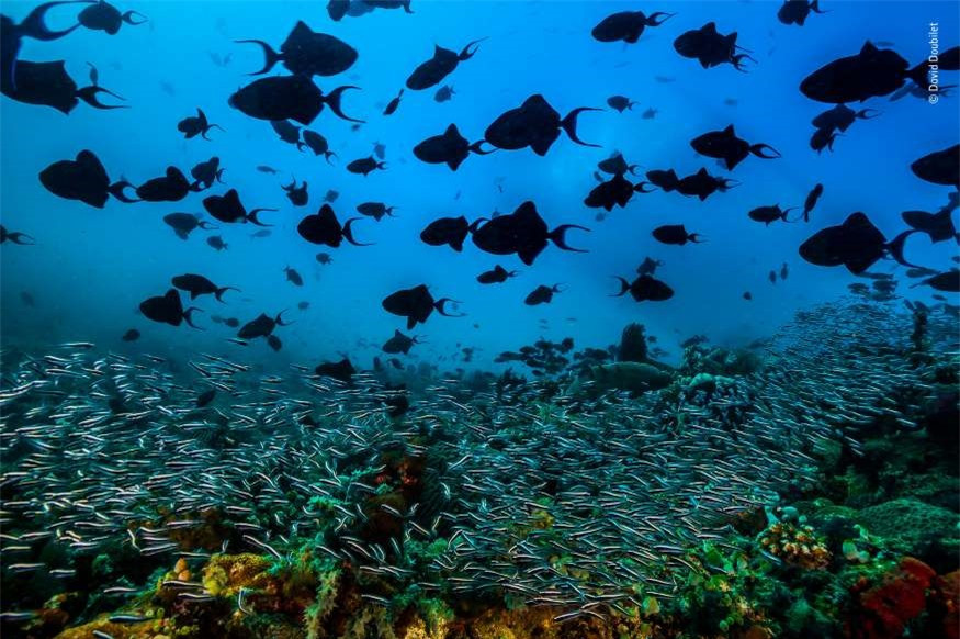 Cá thường bơi thành từng đàn để bảo vệ nhau trước những kẻ săn mồi. Trong ảnh là những dải màu sắc rực rỡ của cá bò răng đỏ ở Philippines.