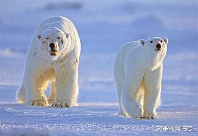 Tại sao với mãnh thú, con đực luôn to hơn con cái? ảnh 1 Tại sao với mãnh thú, con đực luôn to hơn con cái? ảnh 1