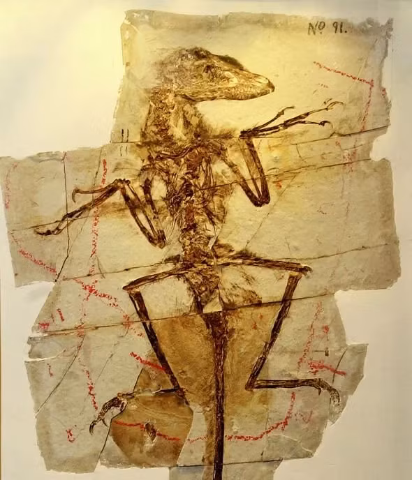 Khong phai T-Rex, day moi la ke san moi vo dich thoi tien su-Hinh-2