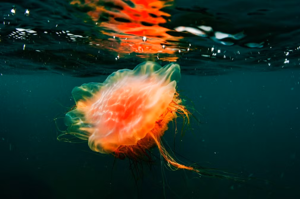 Một con sứa khổng lồ ở Vịnh Peter Đại đế ở Biển Nhật Bản Ảnh: Yuri Smityuk.