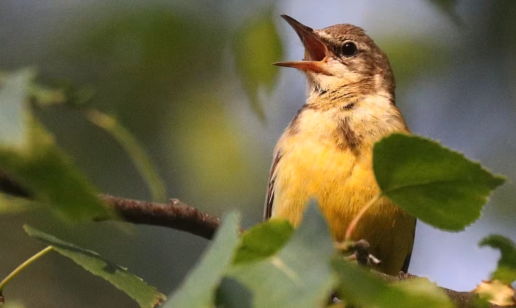 Một con chim chìa vôi vàng trên cây bạch dương ở Ivanovo. Nga. Ảnh: Vladimir Smirnov.