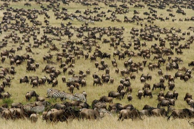 Đàn thú khổng lồ di cư ở Khu bảo tồn động vật Masai Mara, Kenya. Ảnh: AfriPics. 
