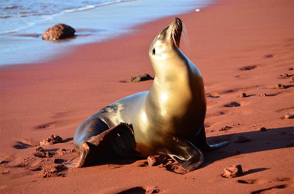 Vườn quốc gia Galápagos là vườn quốc gia đầu tiên của Ecuador. Nó được thành lập vào năm 1959 và bắt đầu hoạt động vào năm 1968 và là một Di sản thế giới của UNESCO.