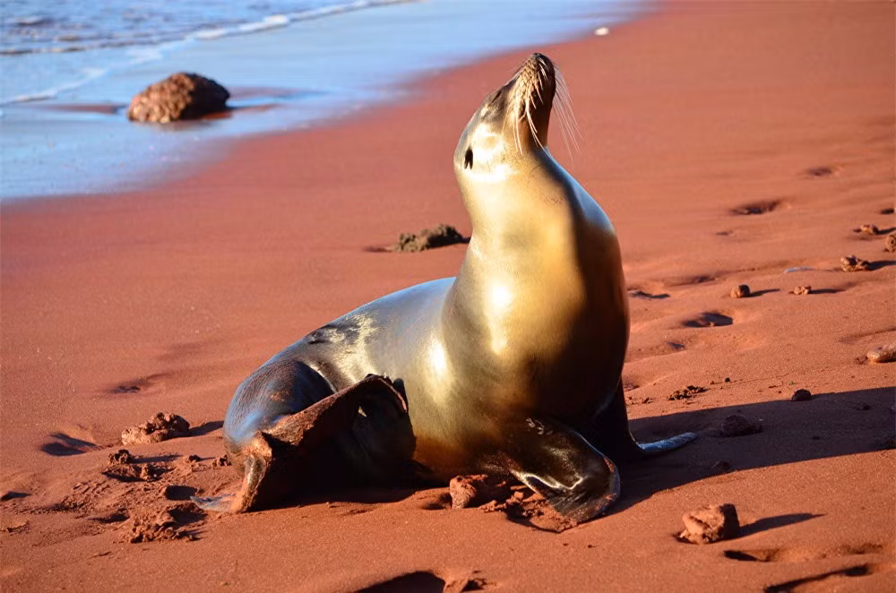 Vườn quốc gia Galápagos là vườn quốc gia đầu tiên của Ecuador. Nó được thành lập vào năm 1959 và bắt đầu hoạt động vào năm 1968 và là một Di sản thế giới của UNESCO.