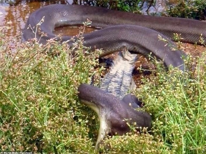 Cận cảnh trăn khổng lồ siết chết rồi xơi tái cá sấu nước ngọt ảnh 3