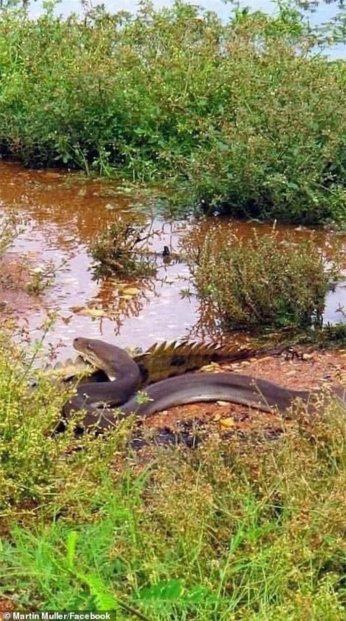 Cận cảnh trăn khổng lồ siết chết rồi xơi tái cá sấu nước ngọt ảnh 1