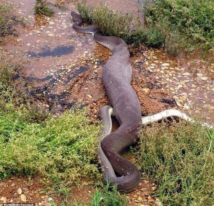 Cận cảnh trăn khổng lồ siết chết rồi xơi tái cá sấu nước ngọt ảnh 5