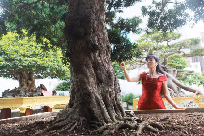 Chiem nguong cay tung co dang la duoc dinh gia 1 trieu USD-Hinh-3