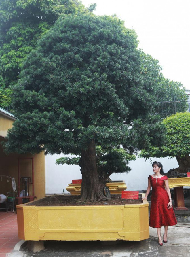 Chiêm ngưỡng cây tùng cổ dáng lạ được định giá 1 triệu USD Chiem nguong cay tung co dang la duoc dinh gia 1 trieu USD