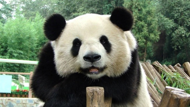 Gấu trúc cười e lệ. (ảnh: Brightside.me),