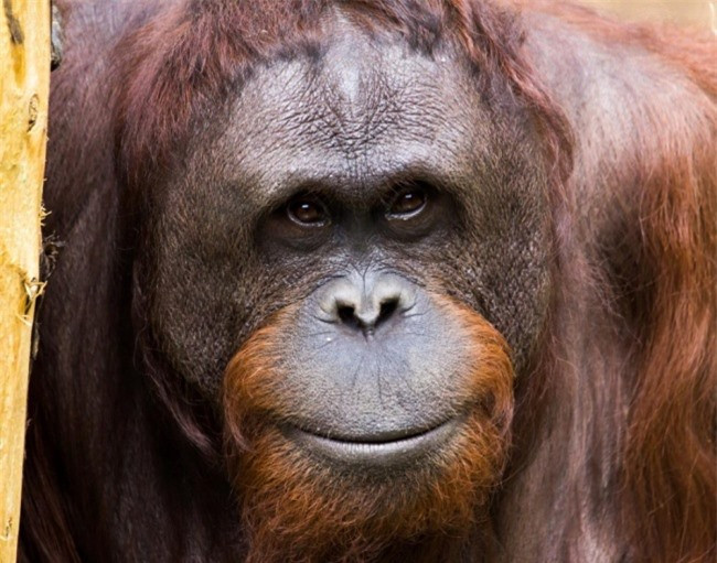 Một đôi mắt cười là cửa sổ tâm hồn tươi sáng.(ảnh: Brightside.me),