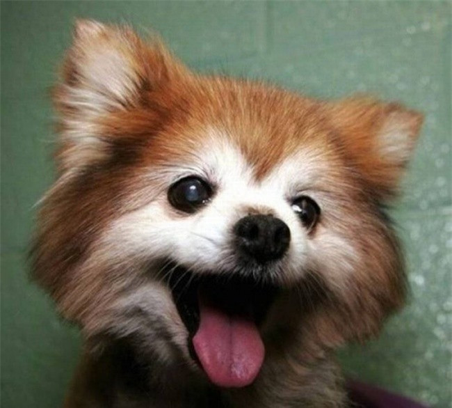 Tôi đang rất hạnh phúc! (ảnh: Brightside.me). 