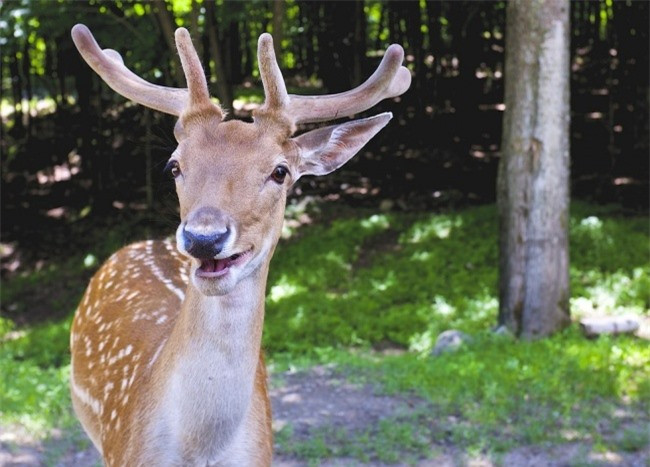 Có ai muốn đi dạo cùng một hươu sao vui tính.(ảnh: Brightside.me),