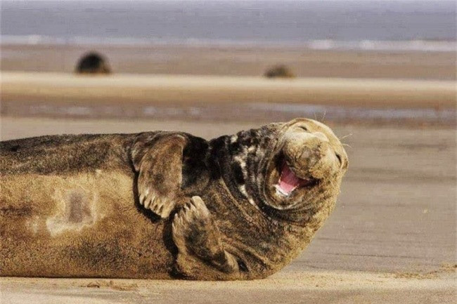 Lăn tròn và cười vui thích thú. (ảnh: Brightside.me),