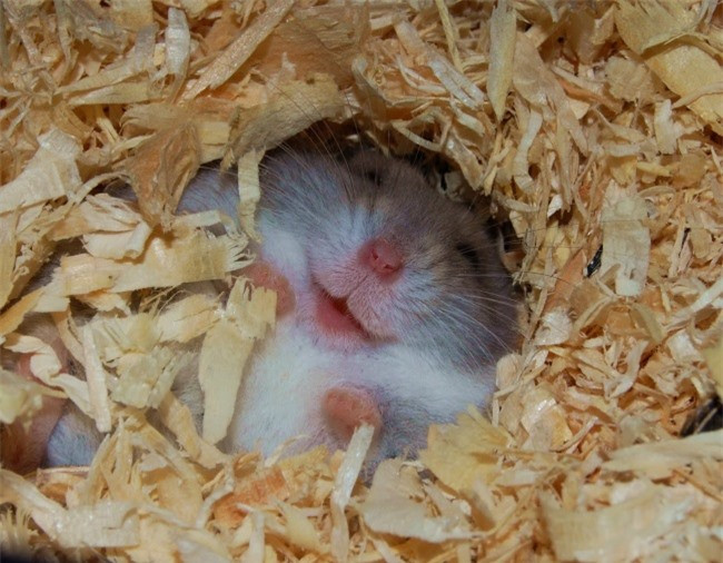 Chú chuột này hẳn đang cảm thấy như mình đang ở trên thiên đường. (ảnh: Brightside.me),