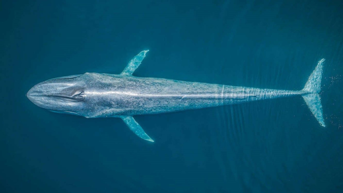 Ảnh chụp chú cá voi xanh từ trên không, loài động vật lớn nhất thế giới, đã giành vị trí thứ 2 hạng mục Cảnh quan biển từ trên không. Nhiếp ảnh gia Rafael Fernandez đã chụp bức ảnh này từ trên cao ngoài khơi bờ biển Baja California Sur của Mexico.